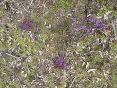 Calytrix leschenaultii