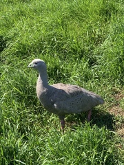 Cereopsis novaehollandiae