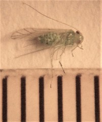 Austropsocus viridis