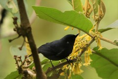 Diglossa albilatera