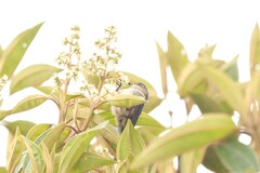 Ramphomicron microrhynchum