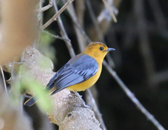 Cossypha natalensis intensa