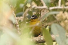 Kleinothraupis atropileus