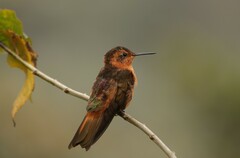 Aglaeactis cupripennis