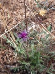 Centaurea paniculata