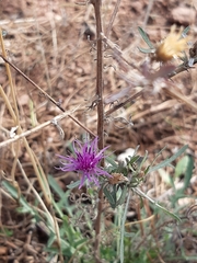 Centaurea paniculata