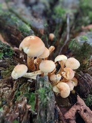 Hypholoma fasciculare