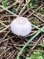 Cystoderma carcharias