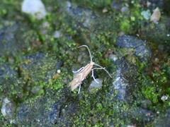 Phyllonorycter leucographella