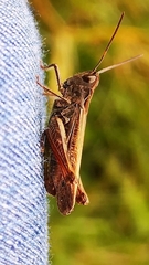 Chorthippus biguttulus