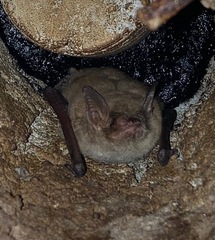Myotis velifer