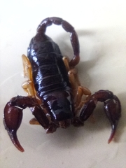 Euscorpius niciensis