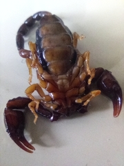 Euscorpius niciensis