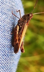 Chorthippus biguttulus