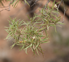 Eremophila mitchellii