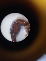 Euscorpius niciensis