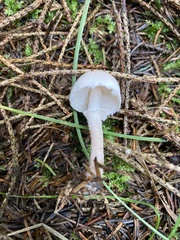 Cystoderma carcharias