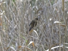 Acrocephalus australis