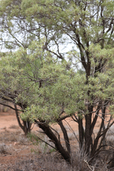 Eremophila mitchellii