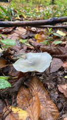 Clitocybe