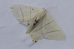 Ourapteryx sambucaria