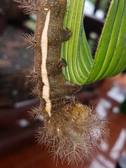 Automeris postalbida