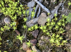 Siloxerus multiflorus