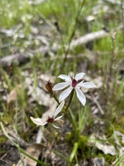 Burchardia multiflora
