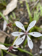Burchardia multiflora