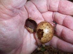 Amphibolips quercusinanis