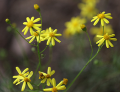 Senecio pinnatifolius
