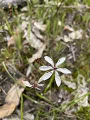Burchardia multiflora