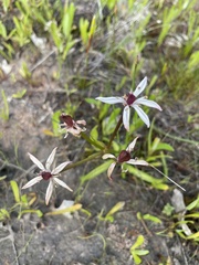 Burchardia multiflora