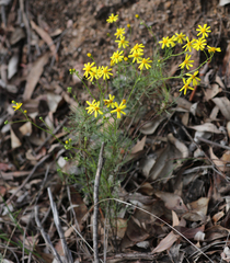 Senecio pinnatifolius