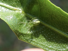 Araneus ginninderranus