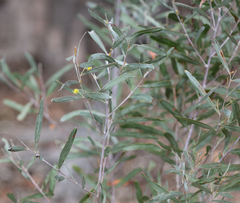 Acacia neriifolia