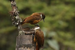 Pseudocolaptes boissonneautii