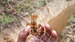 Procambarus virginalis