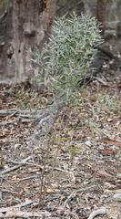 Acacia neriifolia