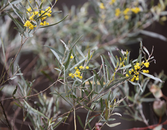 Acacia neriifolia