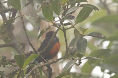 Anisognathus igniventris