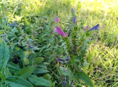 Echium rosulatum