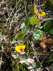 Bossiaea prostrata