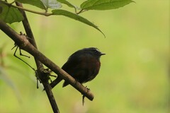 Ochthoeca cinnamomeiventris