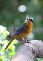 Cossypha heuglini heuglini