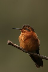 Aglaeactis cupripennis