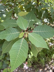 Euphorbia pulcherrima