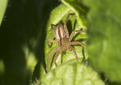Micrommata
