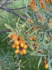 Hippophae
