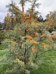 Hippophae